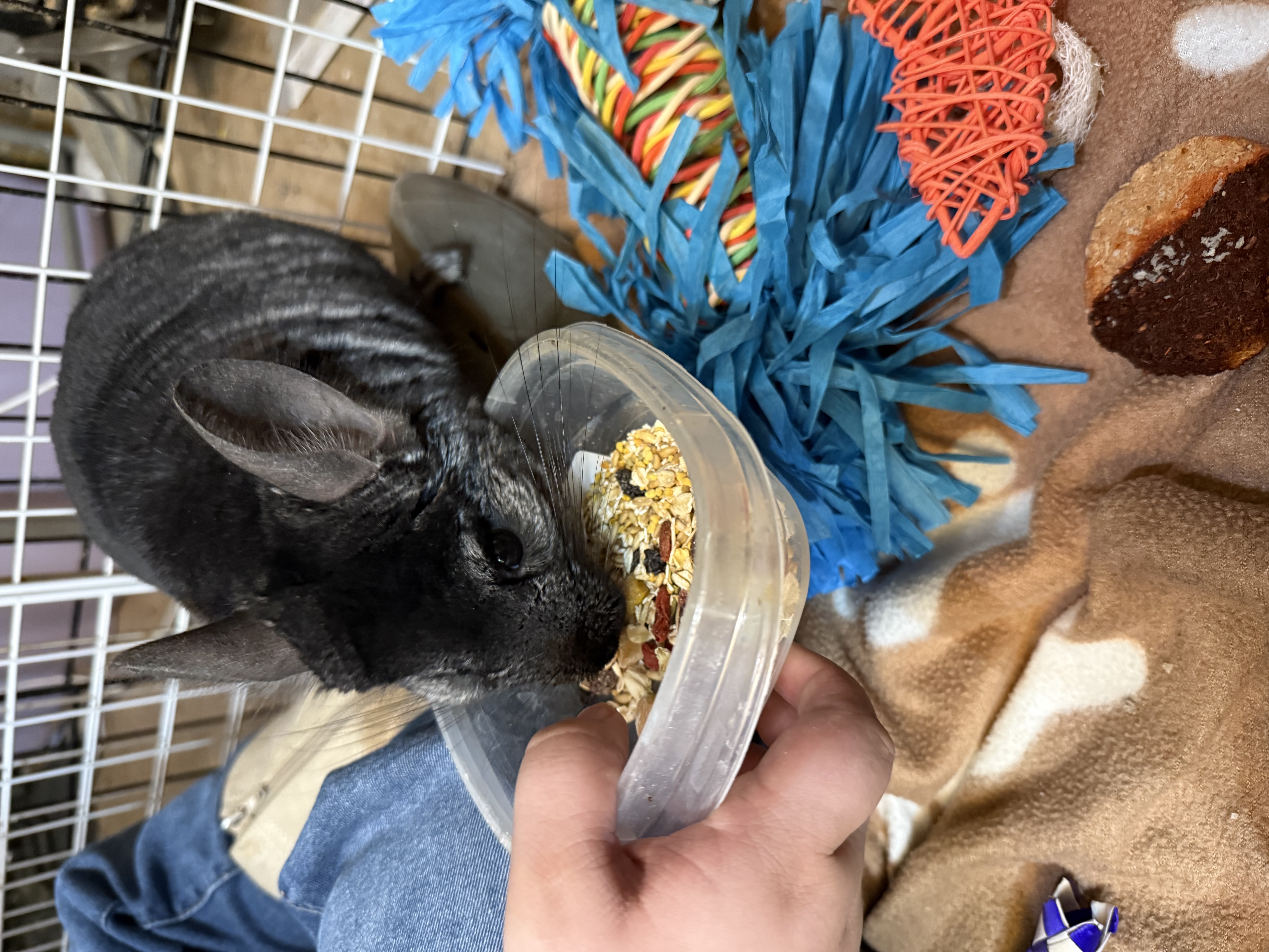 Chinchilla eating treats