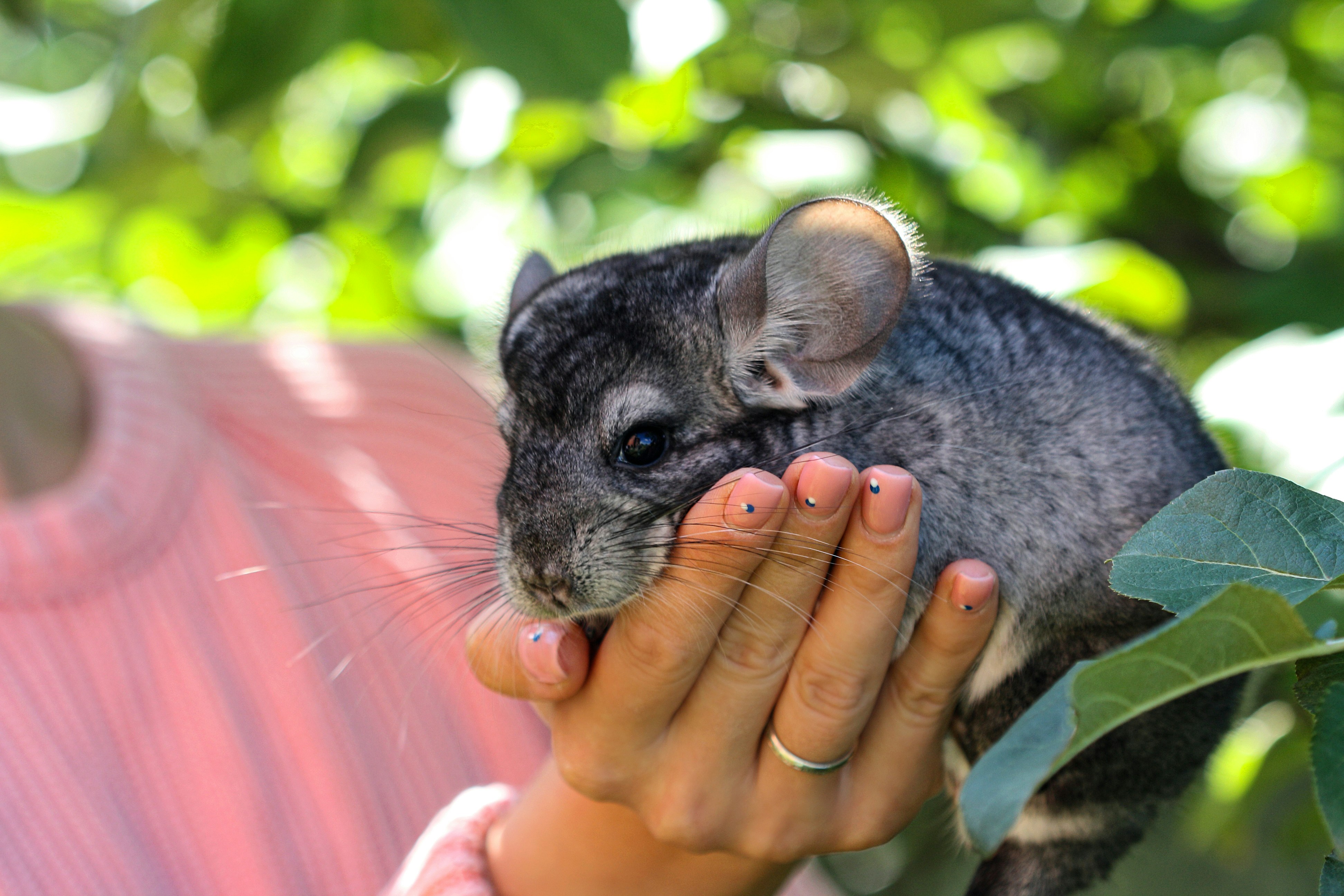 Chinchilla eating treats