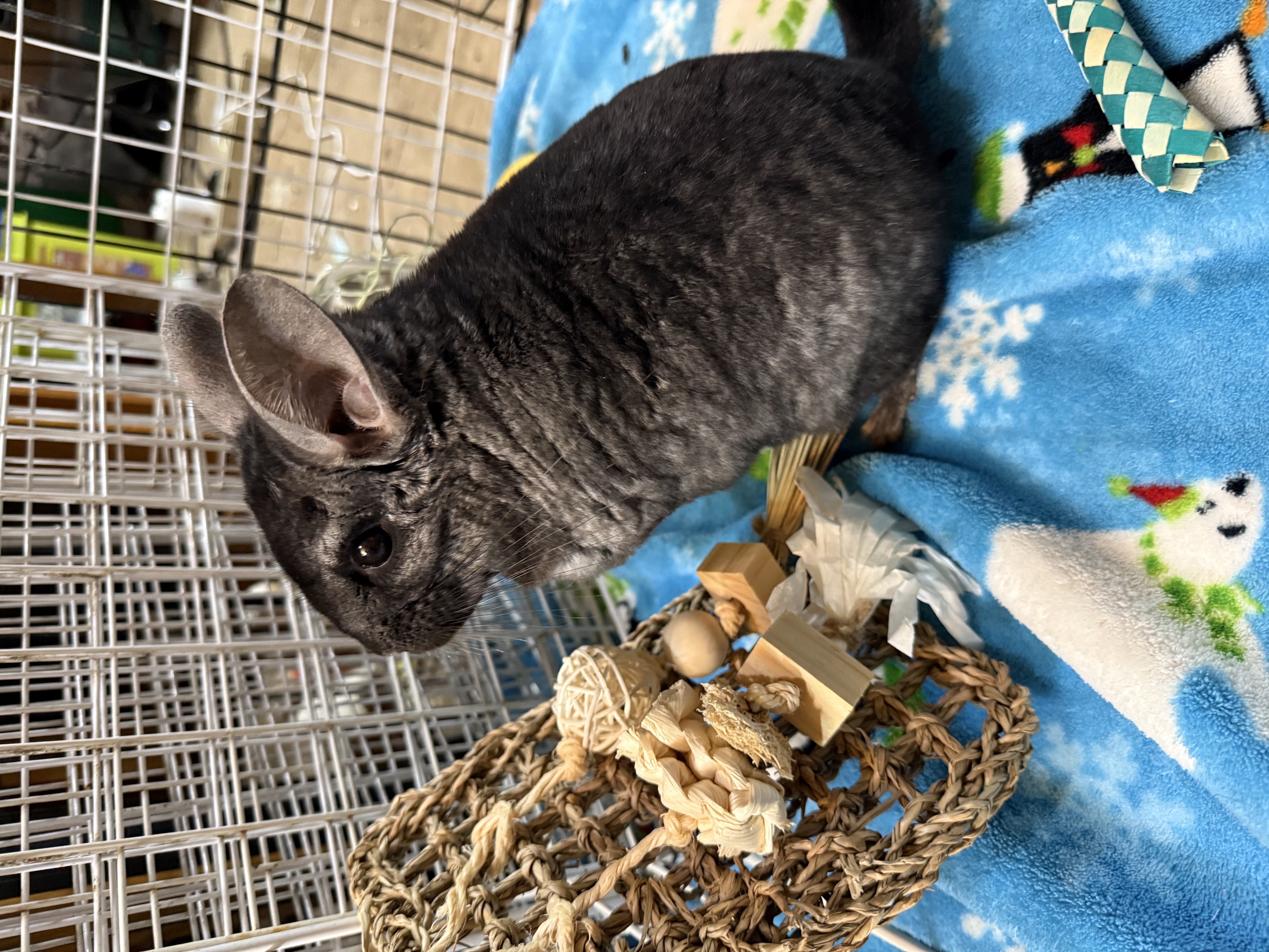 Mochi the Chinchilla