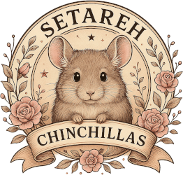 Setareh Chinchillas