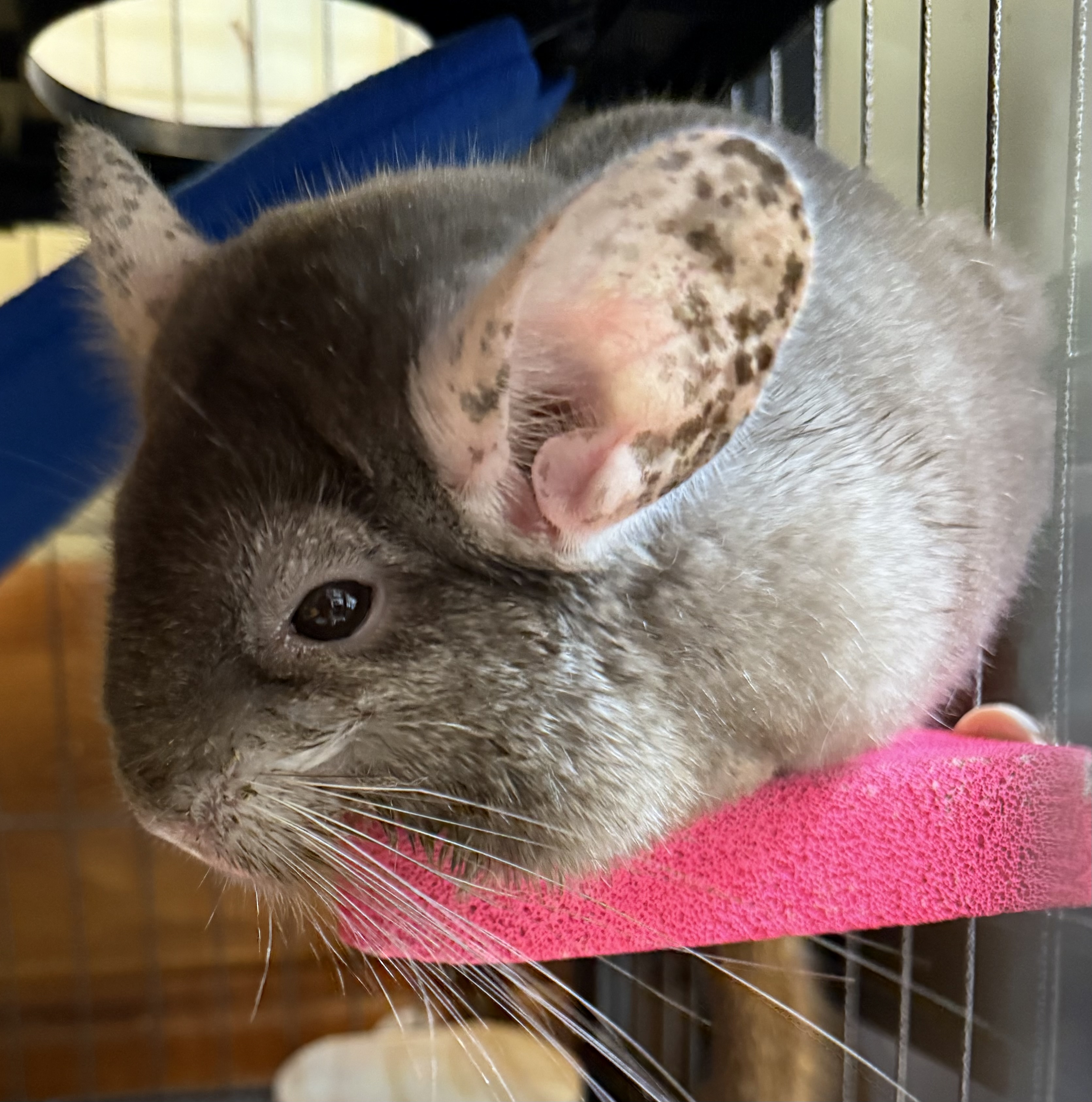 Pippin the Chinchilla